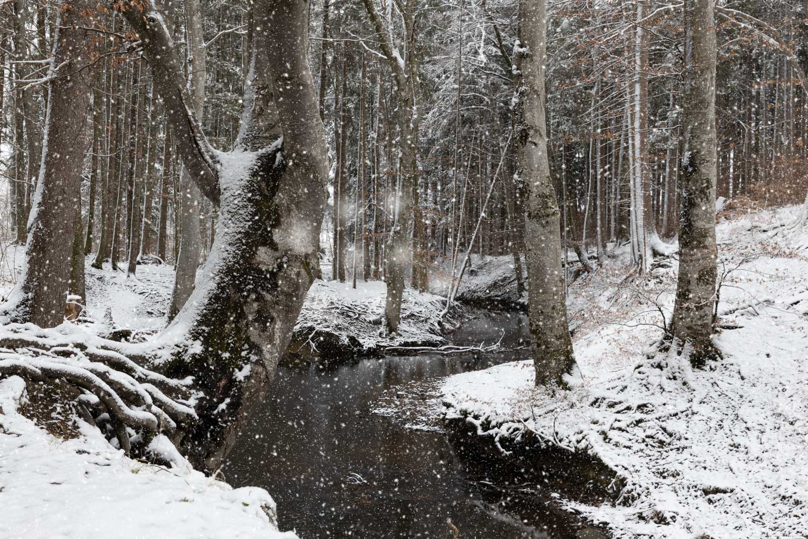 Petra Bauer - Bäume im Schneetreiben