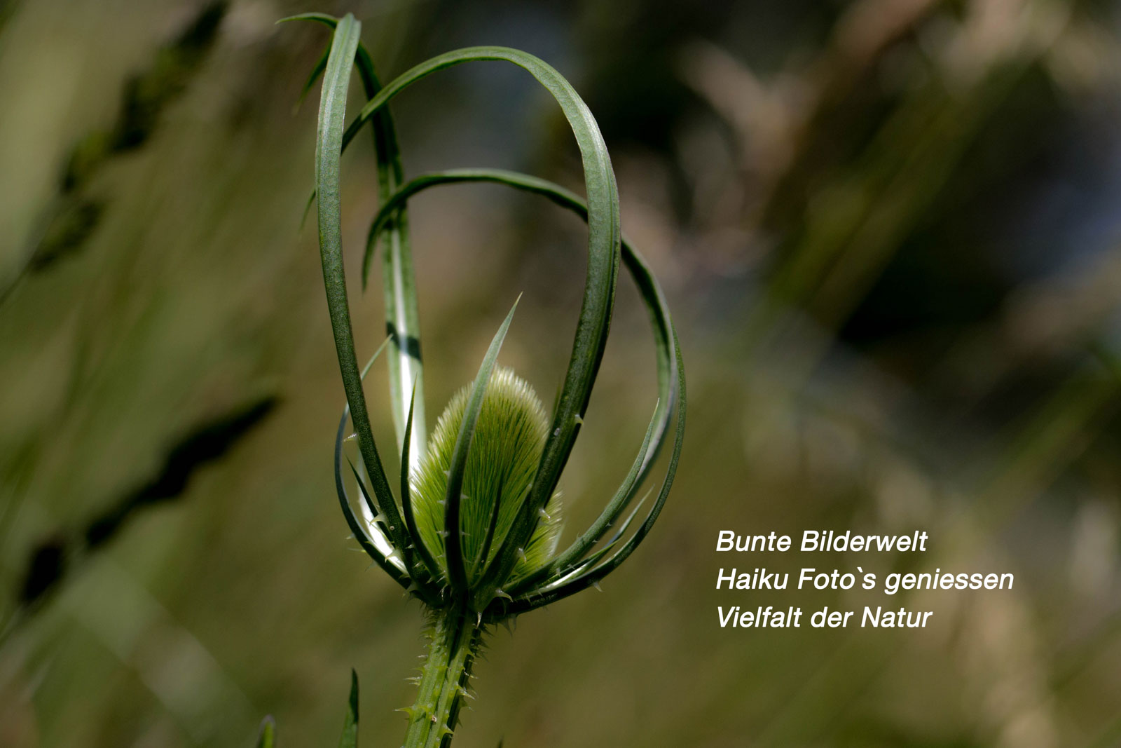 Dieter Pepersack - Haiku