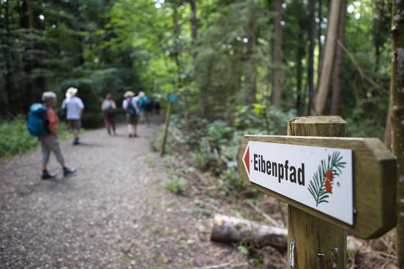 Du betrachtest gerade Ausflug zum Eibenwald Paterzell mit dem Kofel-Kamera-Club Oberammergau
