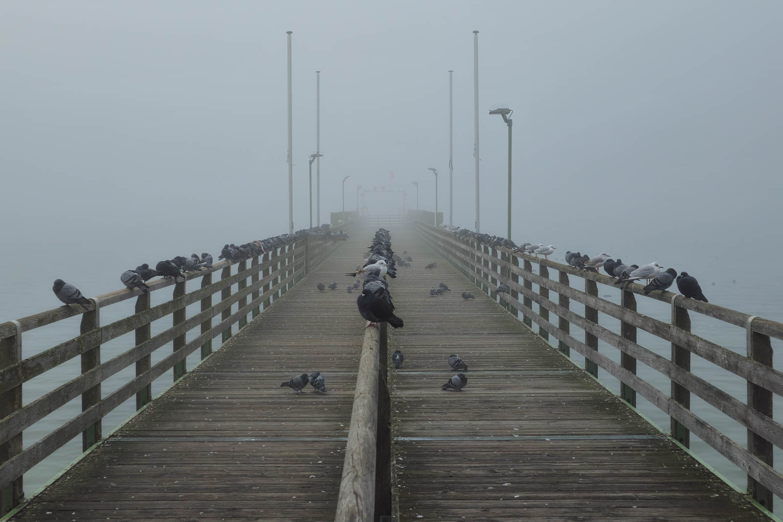 Petra Bauer - Blick in den Nebel