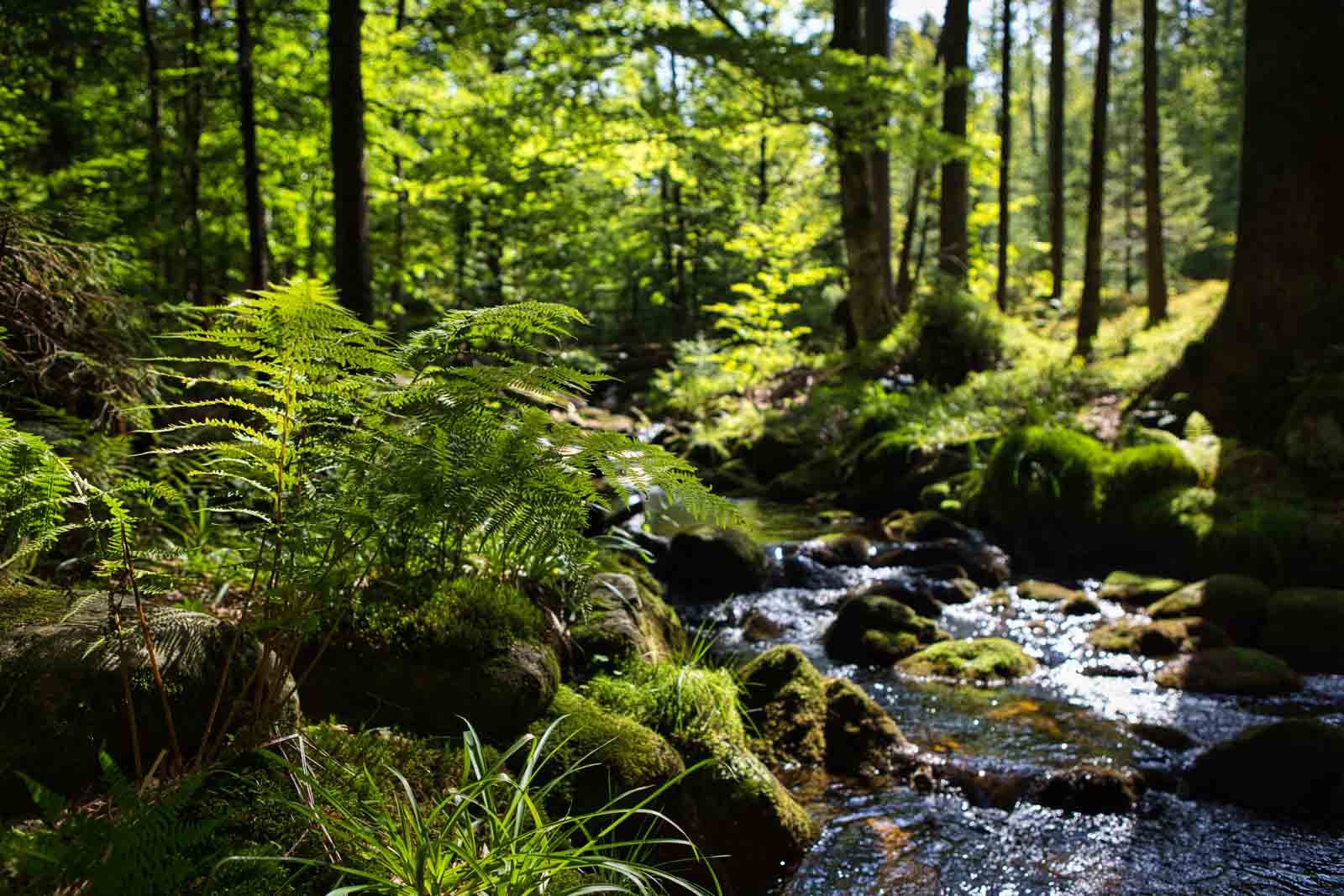 Johannes Gottwalt - Bayerischer Wald