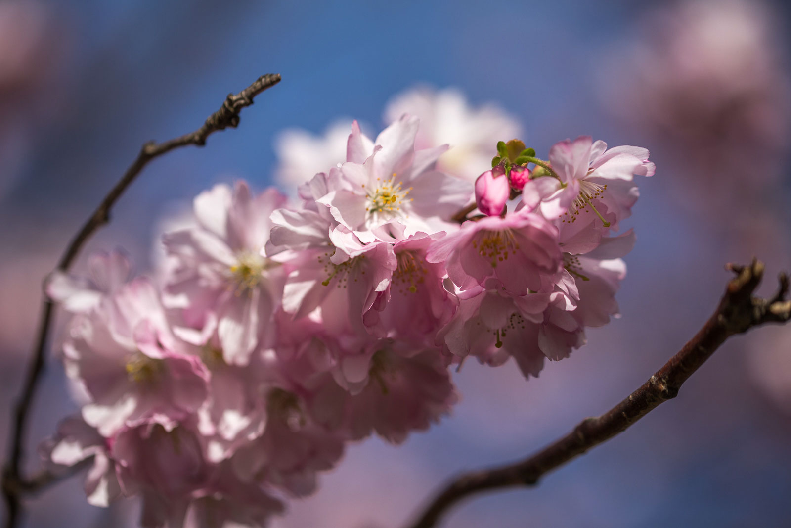 Eva Grünbeck - Kirschblüten