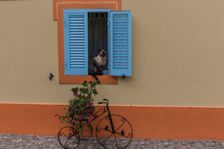 2. Platz: Karl Jäger - Katze im Fenster