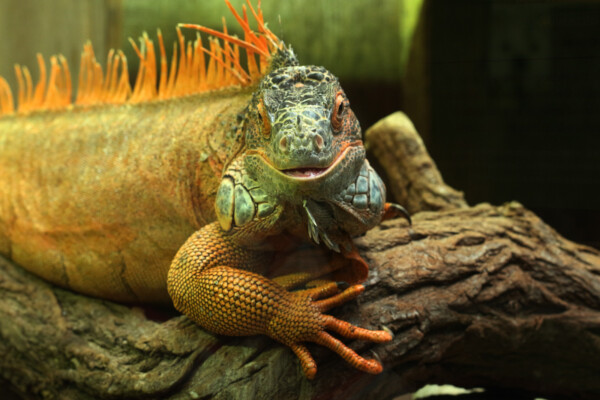 Rebecca Jäger - Tiere in der Biosphäre Potsdam