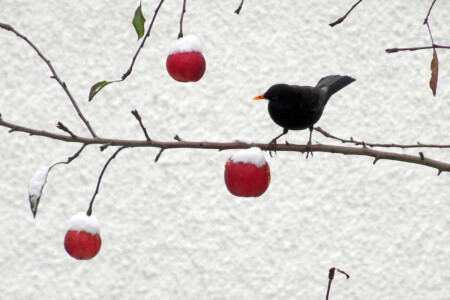 1. Platz: Helga Engel - Äpfel und Amsel